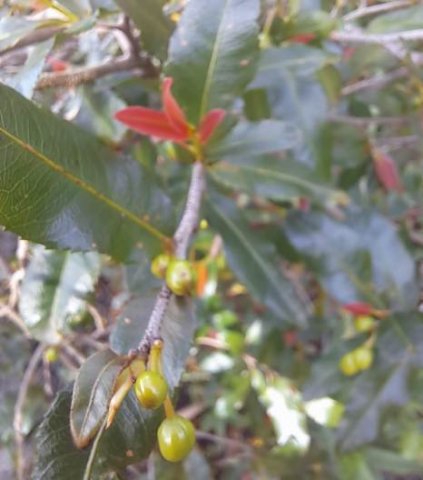 Ochna serrulata red new leaves